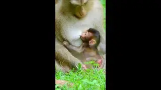 Sweetie Newborn Baby Monkey Rainbow