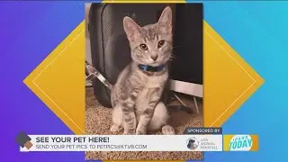 Pet Pics: Marcus likes to go camping and play fetch. Isn't he a cat?