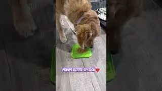 Volume up.😌  #asmr #goldenretrieverpuppy #dog #pets
