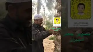 فلاح حساوي يحكي علاقته مع النخله ويعبر عن حبه لها ❤Farmer