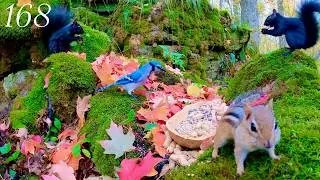 4K 3 HR Cat TV 🍂 Autumn Feast: Chipmunks, Squirrels & Blue Jays | Rhythmic Bird Sound l Ep. 168