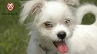 Top 10 Astounding Dog Facts
