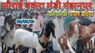 सौराई बकरा मंडी 03/5/2025#मंझनपुर कौशांबी Sorahi Bakra Mandi#manjhanpur Kaushambi#goat #bakraeid2025