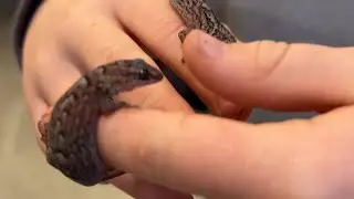 Marble Gecko facts and habitat, enclosure