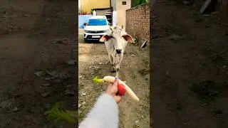 सुंदर मुख बछिया#cow #shortsfeed #gaumata #shortvideo #gaumaata #ytshorts #cowvideos #shorts#cowvideo