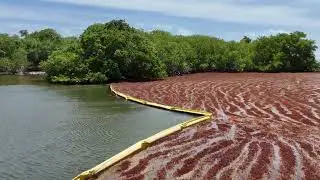 LAS CROABAS DE FAJARDO DA&Ntilde;ADAS POR EL SARGAZO