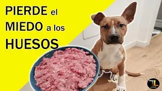 🐶 DIETA BARF TRITURADA para perros 🦴