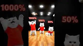 Epic cat dance performance! #RemixBeat #CatFun