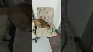 catnip toy for cat