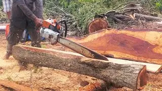 Most Expensive Wood Incredible Wood  Machines  Cutting Tree Sound Effect | Activity Wood cutting