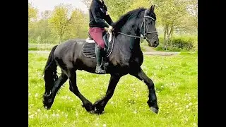 Gilles, Friesian Horses  for sale  