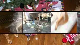 A Dog Soap Opera - As the Tennis Ball Turns Volume 2
