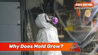 How Does Mold Grow? - Mold Busters Southern Ontario