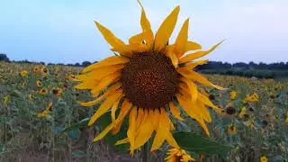 The Sunflower Field on Little Heath Farm at Dunham Massey
