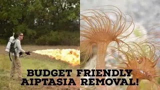 Is this the best aiptasia removal??? Reef tank pest