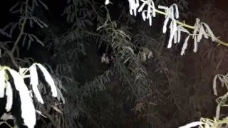 Real ghost video in Yemmigaur (m) Kurnool (dist)