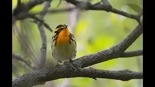 Northwestern Ohio Day 4 - Warblers, Pelicans, Geese and Swan Families