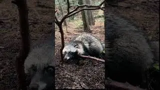 ひょっとしてタヌキしか捕まえてない人みたいになってる・・・っ？