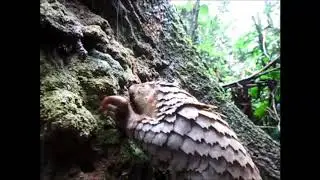 White bellied Pangolin Feeding on Termites.