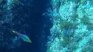 Cathedral Cave. Gozo dive.