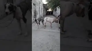 Bully kutta breeding.