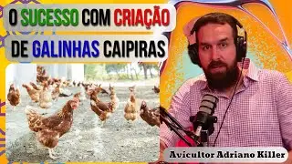 Criação de Galinhas Caipiras e Livres de Gaiolas 🐓