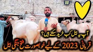 Qurbani 2023 ky liya kheery bail - ap ya bail kb khareed sakty hn ? dangerous bull for Qurbani