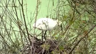 Birds in their natural habitat-a spoonbill couple raising family