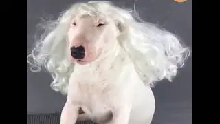 4 BullTerrier Lovers ❤ Funny and Cute Bull Terrier Dogs Videos Compilation