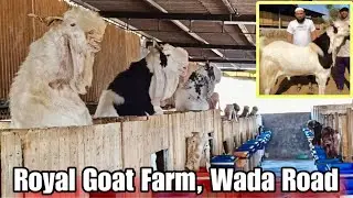 Royal Goat Farm Ki Palai, Wada, Near Padgha