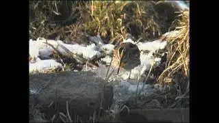Dv&auml;rgbeckasin  / Lymnocryptes minimus / Jack Snipe