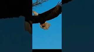 Bald Eagle Lands On Branch in Front of Me!! (Canada Nature) #eagle  #birds #birdslover #wildlife
