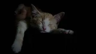 1 Hour Baby Music for Sleep. 