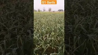 G1 Garlic #agriculture #kisan #farming #g1 #pakistani #pakistan #punjab #gujarat #agri #agricultura