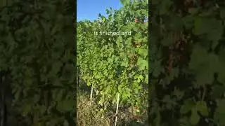 Veraison in August 2024 #barolo #italianwine #winelover #vineyardlife #visette #vacation