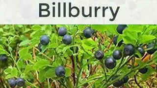 Benefits of Billberry