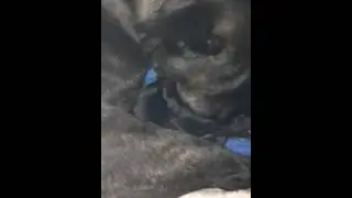 French bulldog self whelping