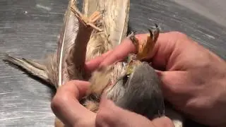 The injured birds in hospital