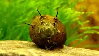 Slim&aacute;k Piskorka pichľav&aacute; - Thiara cancellata www.shrimp.sk