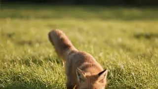 Fox Hunt Video