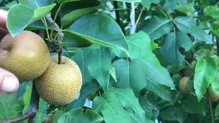 Starting Asian pears 🍐 harvest 8/9/23
