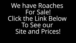 Dubia Roaches For Sale