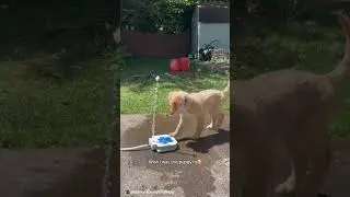 Adorable Golden Retriever puppy is extremely confused by his new water fountain