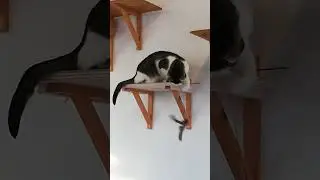 cat caf&eacute;: successful gravity test
