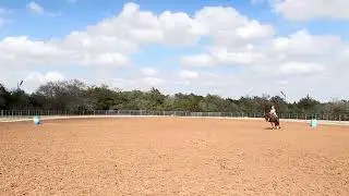 Lisa Nicholas&rsquo; Feel The Sting x Perrywater dash colt at 60 days under saddle