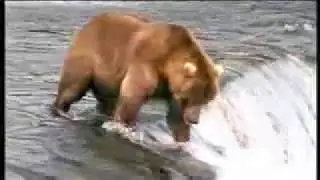 New John West Salmon Ad Bear vs Fisherman ( divert ).flv
