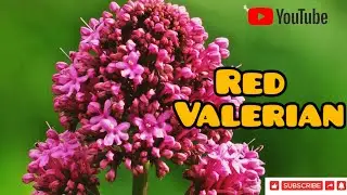 Red Valerian Flower