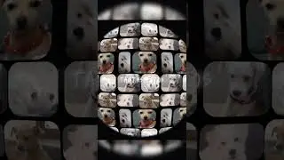 recopilaci&oacute;n de 8-12-2024 al 10-2-2025 Montana el perrito bellaco