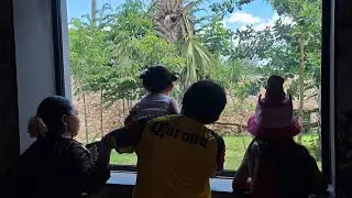 VLOG EN ANIMAYA🤍🦩🐊🐅🌸🌎
