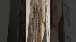 Goodliving Pest Control #delhi #pestcontrol #near me #youtubeshorts #youtube #ytshorts